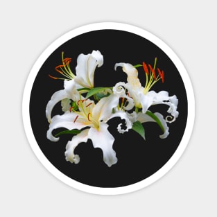 Elegant Casablanca White Oriental Lilies Magnet